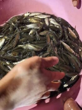 河南魚苗胡鯰魚苗魚苗搜索首頁八鯰魚苗河南魚苗黃河鯰魚苗